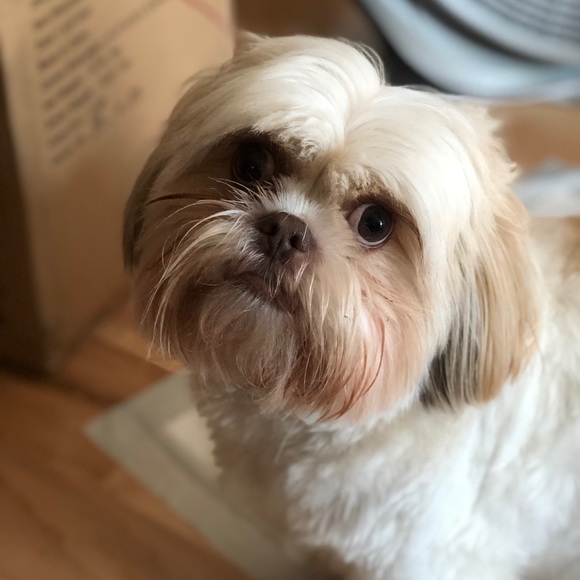 Meet your Posher, Diana - Picture 1 of 1